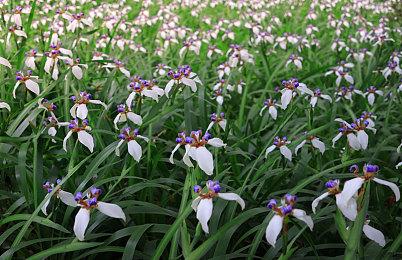 生存策略轻肉鸽塔防游戏《永恒守望》现已推出试玩Demo 计划于2月6日正式发售